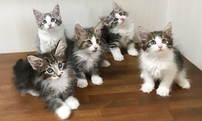 キャッテリー紹介