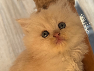 2025年10月22日生まれ