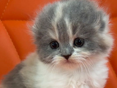 2026年2月19日生まれ(予約中）