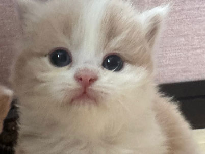 2026年3月11日生まれ(予約済）