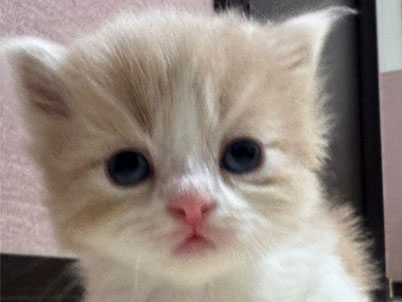 2026年3月11日生まれ(予約済）