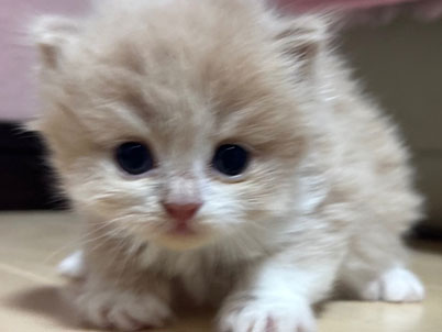 2026年3月11日生まれ