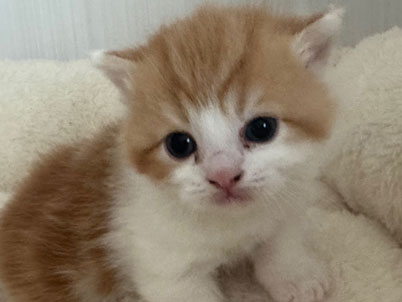 2026年3月11日生まれ(予約済）