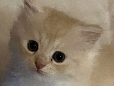 2026年2月20日生まれ