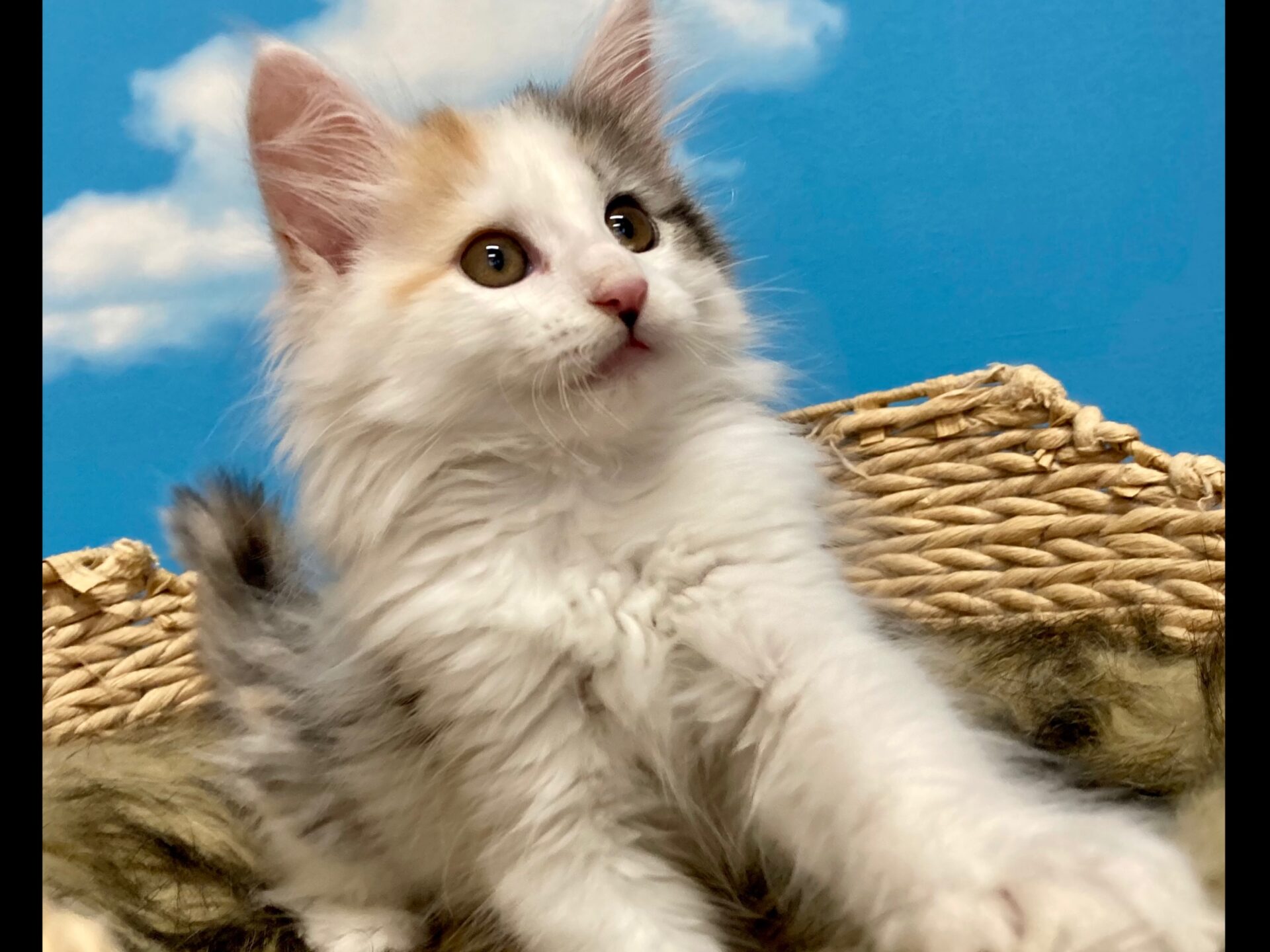 3月7日生まれ 森の猫pato Scafe 猫カフェ 高松 ノルウェージャン 販売 ブリーダー 香川 3月7日生まれ 森の猫pato Scafe 猫カフェ 高松 ノルウェージャン 販売 ブリーダー 香川