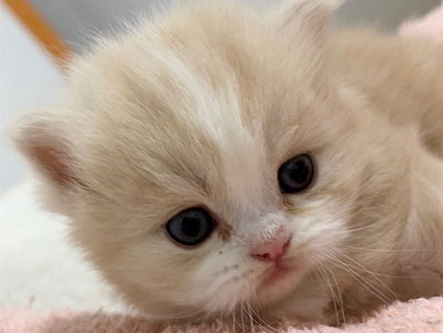 2026年3月8日生まれ(予約済）