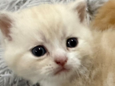 2026年3月8日生まれ