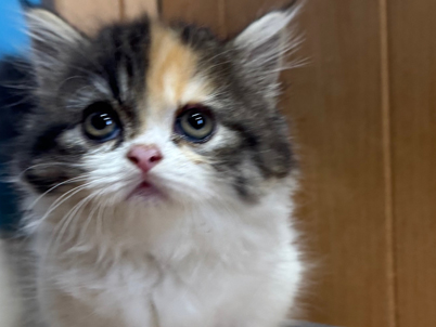 2025年8月1日生まれ 2025年8月1日生まれ