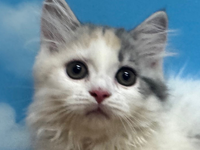 2025年8月1日生まれ 2025年8月1日生まれ