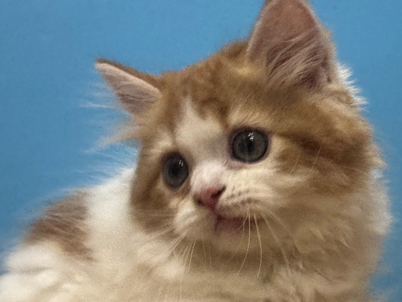 2025年7月28日生まれ 2025年7月28日生まれ