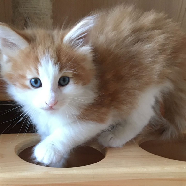 高知県のキャッテリー 2月13日生まれ 森の猫pato Scafe 猫カフェ 高松 ノルウェージャン 販売 ブリーダー 香川 高知県のキャッテリー 2月13日生まれ 森の猫pato Scafe 猫カフェ 高松 ノルウェージャン 販売 ブリーダー 香川