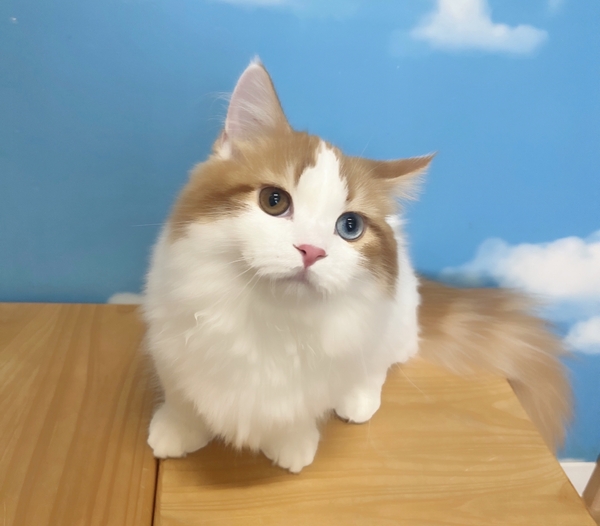 太陽君